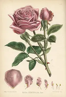Damask: Cabbage rose or Damask rose, Rosa centifolia