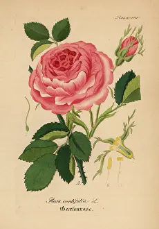 Centifolia: Cabbage rose, Rosa centifolia