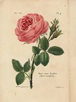 Centifolia: Cabbage rose, Rosa centifolia
