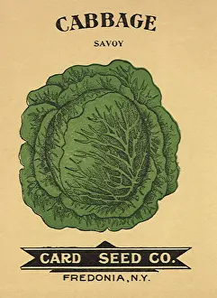 Packets: Cabbage Seed Packet