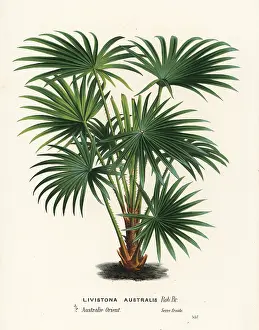 Livistona: Cabbage tree palm, Livistona australis