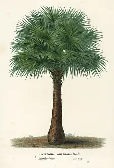 Livistona: Cabbage-tree palm, Livistona australis