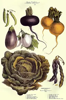 Peas: Cabbage, Turnips, Peas