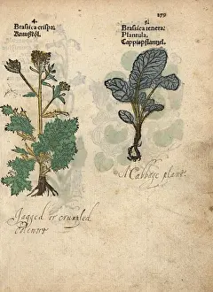 Brassica: Cabbage varieties, Brassica rupestris