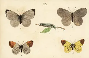 Pauquet: Cabbage white, black-veined white, orange
