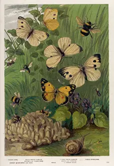 CABBAGE WHITE BUTTERFLY