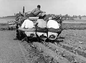 Cabbages: CABBAGES, ESSEX