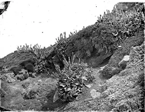 Brassica: Cabbages, Kerguelen Island