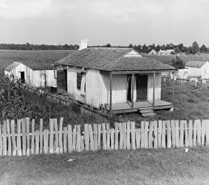 Sugarcane: Cabin of sugarcane worker. Bayou La Fourche, Louisiana