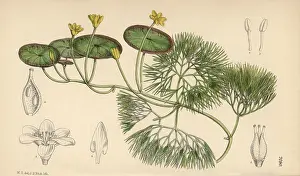Aquatica: Cabomba aquatica, yellow water lily native