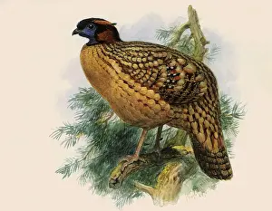Dwellers: Cabot's Tragopan, Tragopan caboti