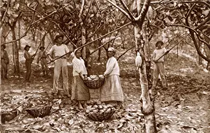 Ecuadorean: Cacao (Cocoa) harvesting in Ecuador