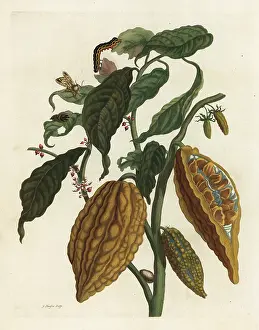Cacao: Cacao or cocoa tree and fruit, Theobroma cacao