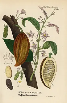 Theobroma: Cacao or cocoa tree, Theobroma cacao