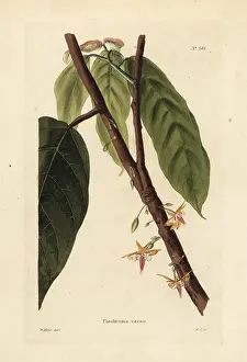 Cacao: Cacao or cocoa tree, Theobroma cacao