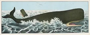 Cachalot: CACHALOT WHALE
