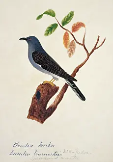 Bushby: Cacomantis passerinus, grey-bellied cuckoo