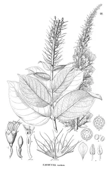 Martius: Cacoucia coccinea