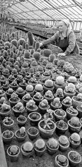 Cacti: Cacti greenhouse