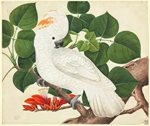 Cockatoo: Cactua moluccensis, salmon-crested cockatoo