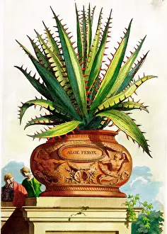 Ferox: Cactus (Aloe Ferox)
