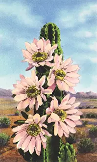 Cacti: Cactus in Bloom