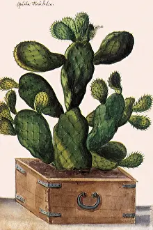 Cacti: Cactus in a BoX