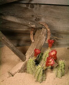 Rusted: CACTUS FLOWERS HORSESHOE BROKEN WAGON WHEEL