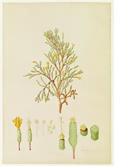 Bauer: Cactus salicomoides, cactus