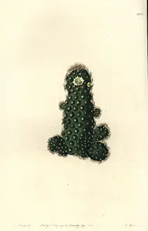 Taper: Cactus tenuis