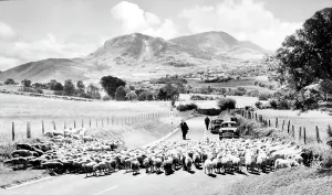 Cadair: Cadair Idris, from Cross Foxes c1960