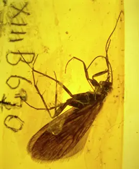 Translucent: Caddis fly in amber