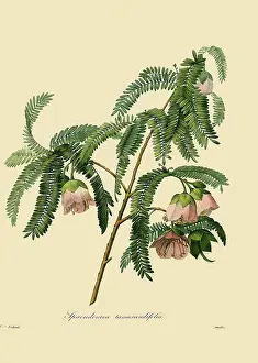 Redoute: Cadia purpurea