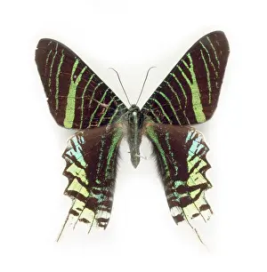 Burnet: Cadphises moorei