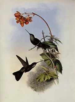 Coeligena: C...aeligene, C...aeligena Typica