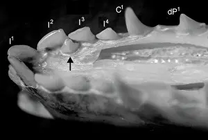 Metatheria: Caenolestes