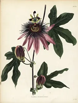 Passionflower: Caeruleoracemosa passionflower, Passiflora caeruleo-racemosa