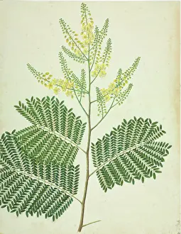 Terrarium: Caesalpinia sp