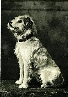 Caesar, Wire Fox Terrier, King Edward VII's dog