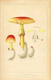 Caesarea: Caesar's mushroom, Amanita caesarea