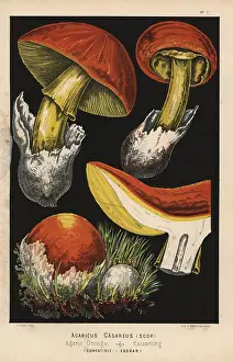 Agaricus: Caesar's mushroom, Amanita caesarea, Agaricus