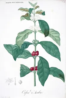 Rubiaceae: Cafier d'arabic, coffee plant