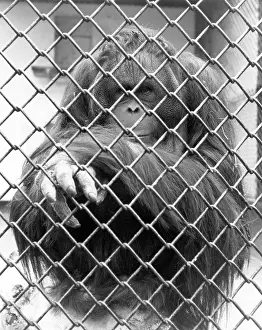 Ad Lib Studios: CAGED ORANGUTAN