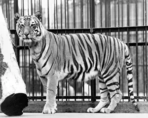 Ad Lib Studios: CAGED TIGER