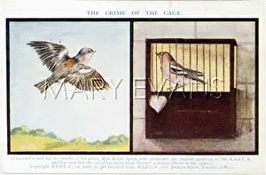 Happier: AGAINST CAGING BIRDS