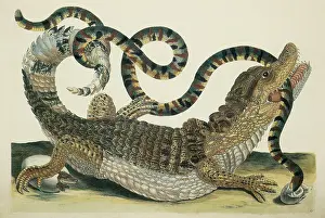 Sibylla: Caiman or Crocodile