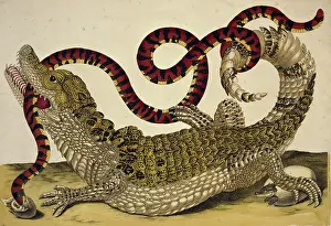 Metamorphosis: Caiman crocodilus crocodilus and Anilius scytale