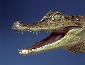 Crocodylid: Caiman crocodilus, spectacled caiman