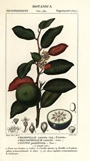 Sago: Cainito, Chrysophyllum cainito