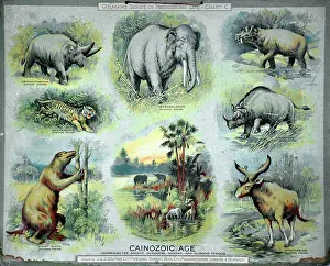 Cainozoic: The Cainozoic Age